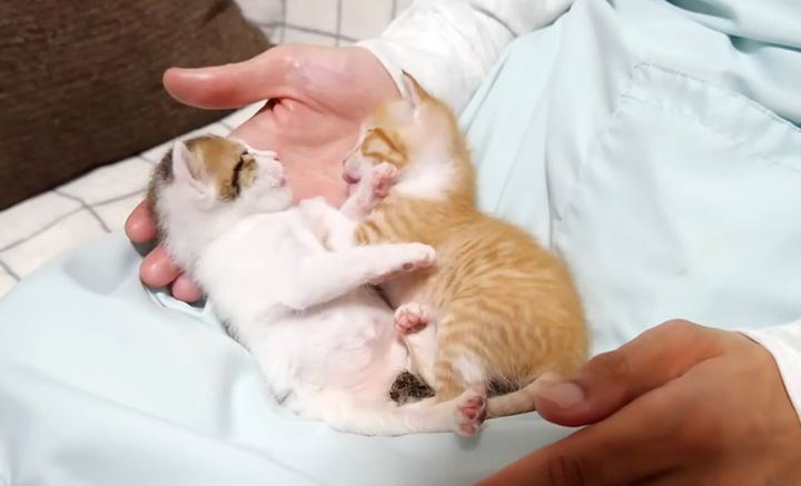 膝の上で遊ぶ子猫達