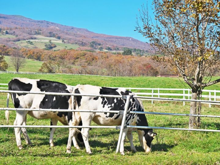 All About ニュース編集部が全国250人を対象に実施した「職場へのお土産に関するアンケート」の調査結果から、職場で配りたい「栃木県のお土産」ランキングを発表！ 2位「バターのいとこ」を抑えた1位は？