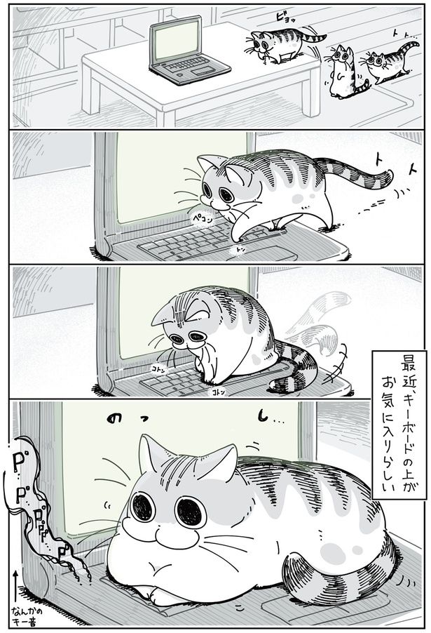 キーボードの上のネコ （C）キュルZ／KADOKAWA