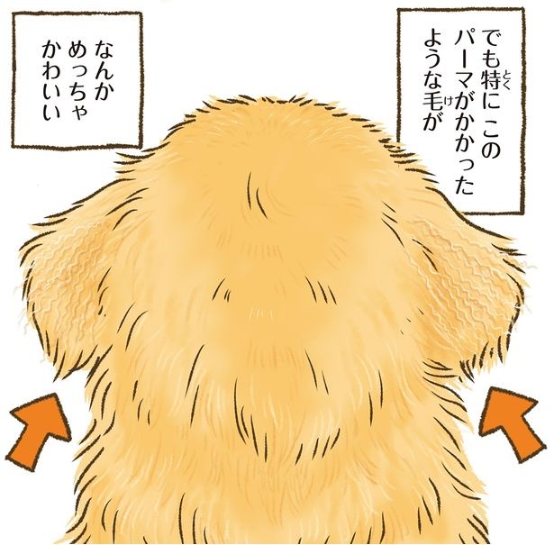 パーマがかかったような毛が （C）かんち（8kanchi8）／KADOKAWA