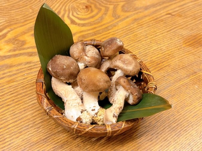 住吉日本料理 Koga 松きのこ