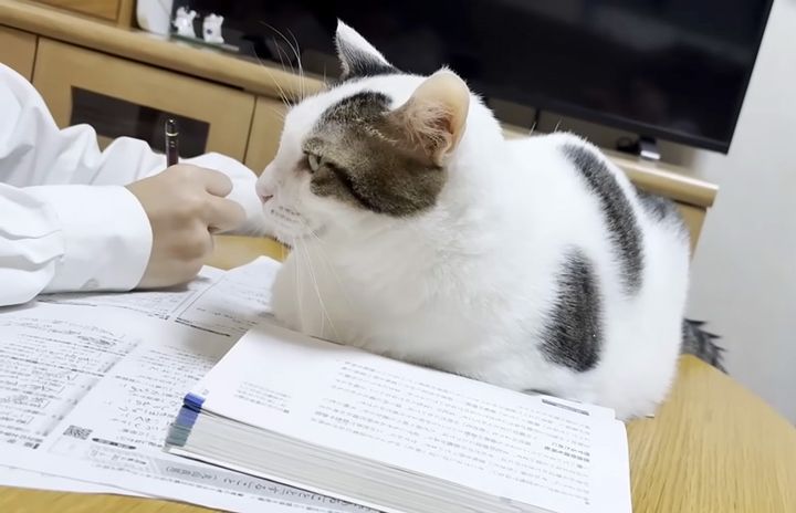 テスト勉強を応援する猫