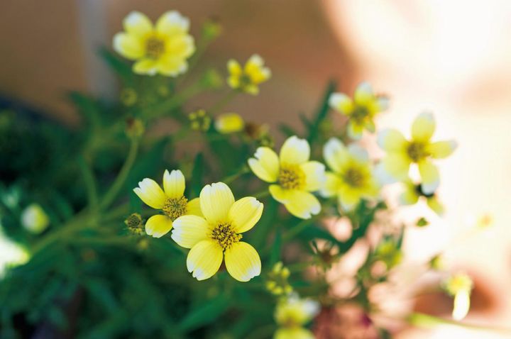 12月8日の花とは？【366日の誕生花と幸せの花言葉】