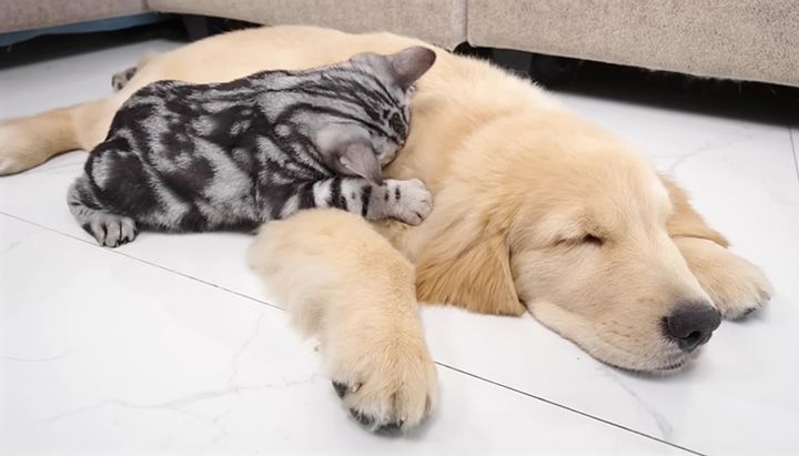 ゴールデンレトリバーにくっつく子猫