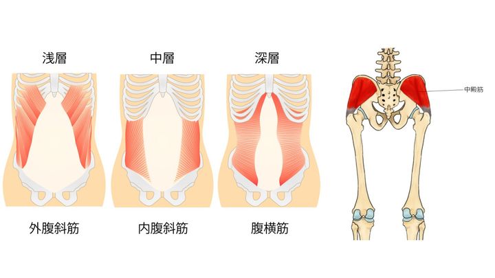 腹横筋 腹斜筋 中殿筋