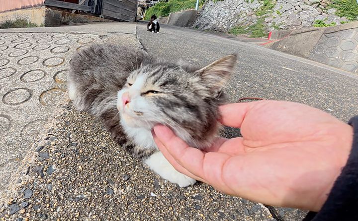 ナデナデされる子猫