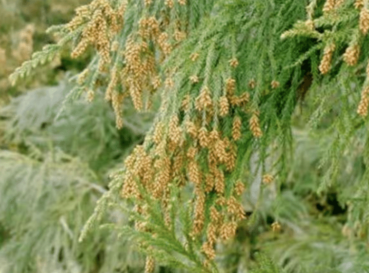 気象情報会社のウェザーニューズ（千葉市）が、2026年春のスギ・ヒノキ花粉の飛散予測を発表しました。結論から言うと、来年の花粉は全国的に多め…のようです💦