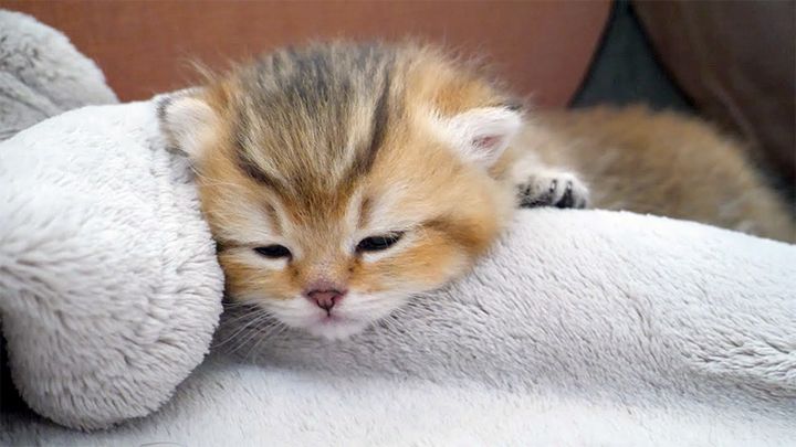 眠る子猫