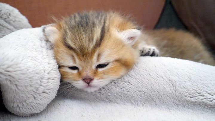 じゃれ合う兄弟を気にせず眠るマイペースな子猫の姿にホッコリ (*´ω