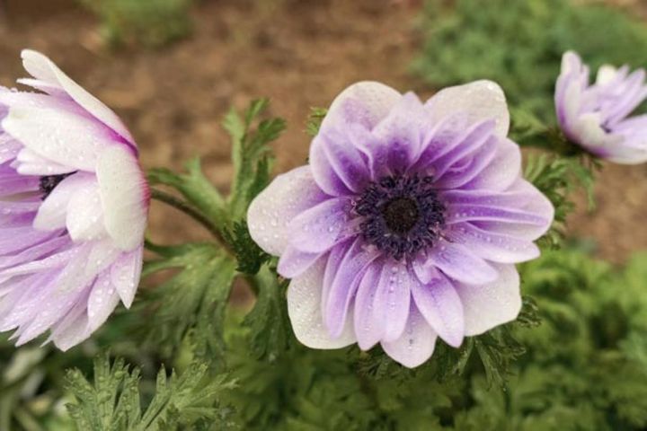 セミダブルの‘ポルトパール’