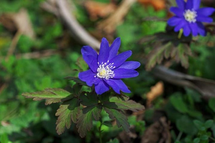 キクザキイチゲ