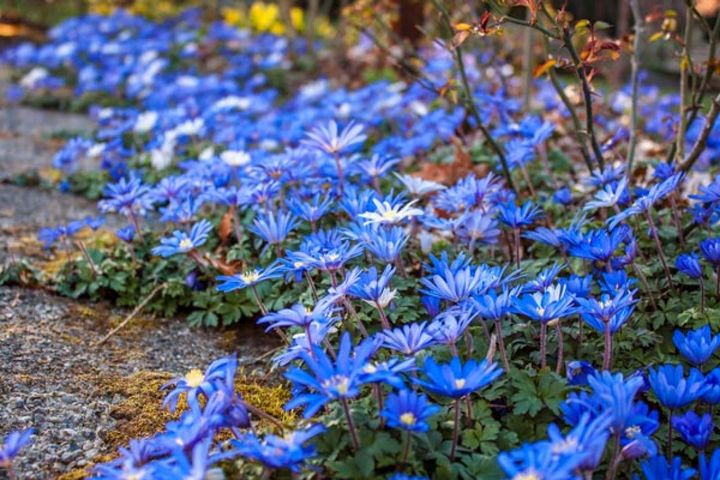 アネモネ・ブランダ