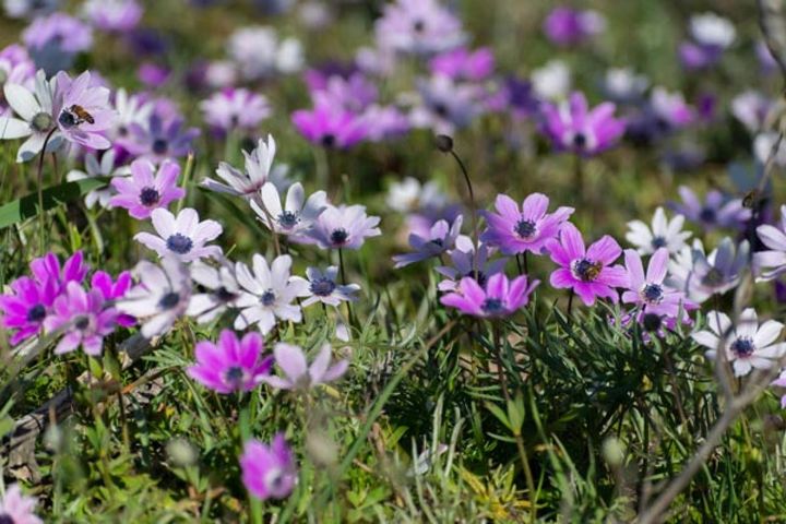 アネモネ属に残ったアネモネ・パボニナ