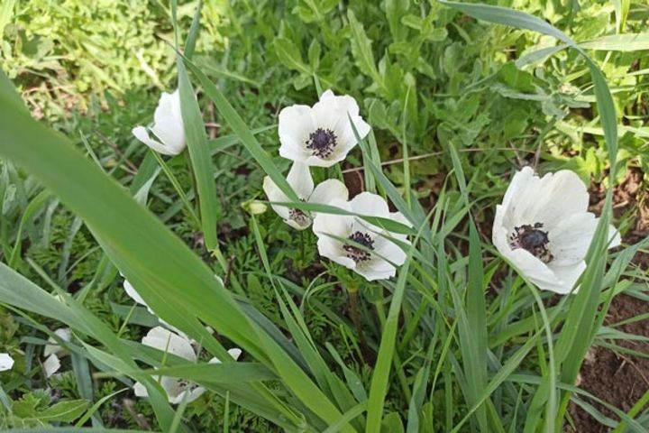 野山に咲くボタンイチゲ