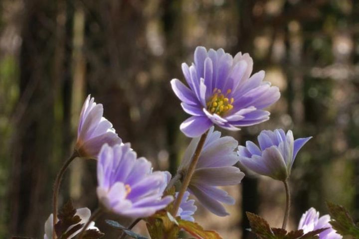 ユキワリイチゲ