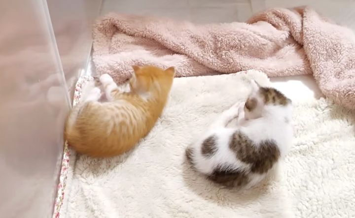 動きがシンクロする子猫達