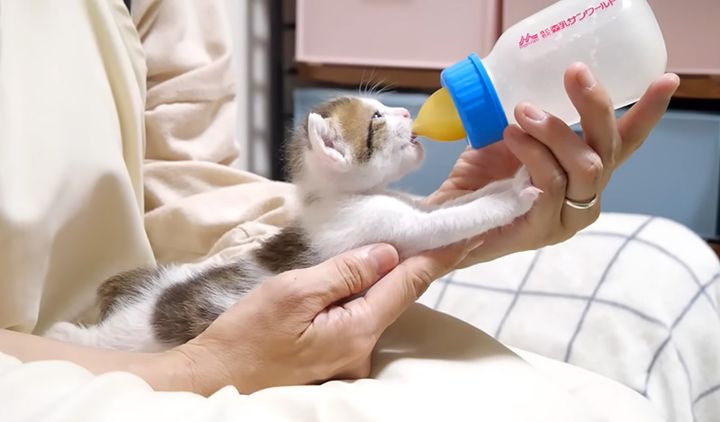 ミルクを飲む子猫
