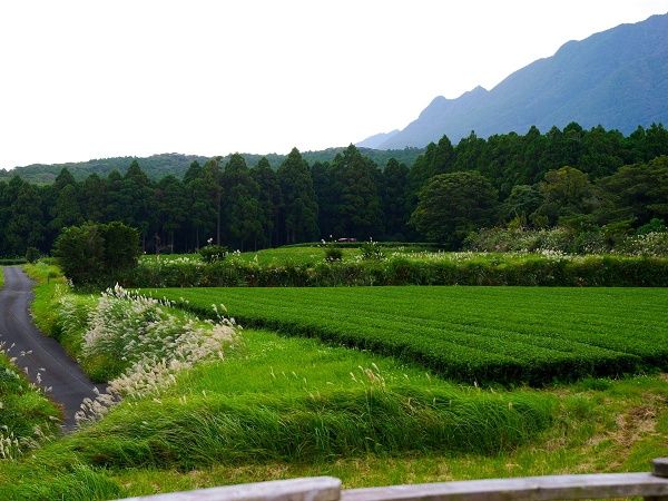 季節の日本茶が毎月3種類届くサブスクリプションサービス「TEART 季節便」開始！