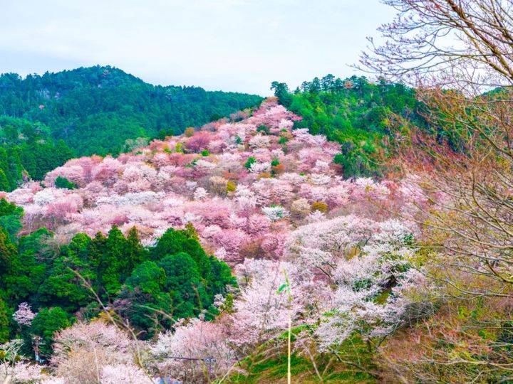 All About ニュース編集部が全国250人を対象に実施した「長期休みに行きたいと思う温泉地に関するアンケート」の調査結果から、長期休暇に行きたいと思う「奈良県（奈良・吉野・大和路エリア）の温泉地」ランキングを発表！ 2位「吉