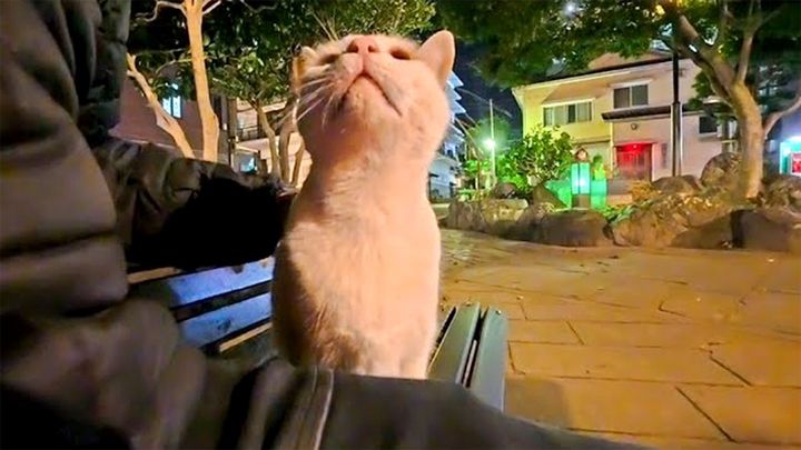 夜の公園で出会った猫