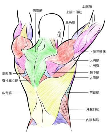 懸垂で鍛えられる筋肉部位