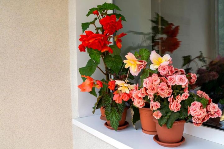 冬の室内ガーデニングを華やかに！咲き続ける鉢花［8選］と育て方のコツ