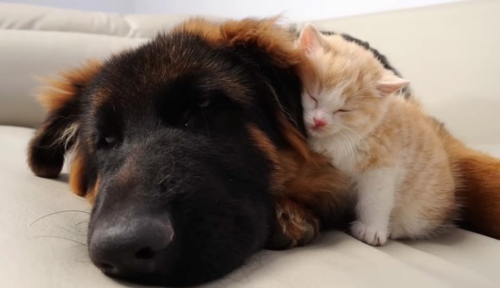 ジャーマンシェパードにくっつく子猫