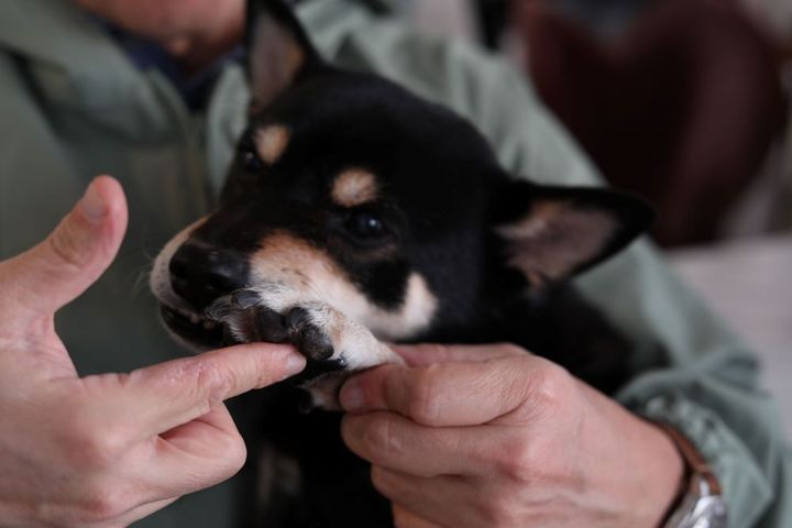 リンデン入り肉球バーム
