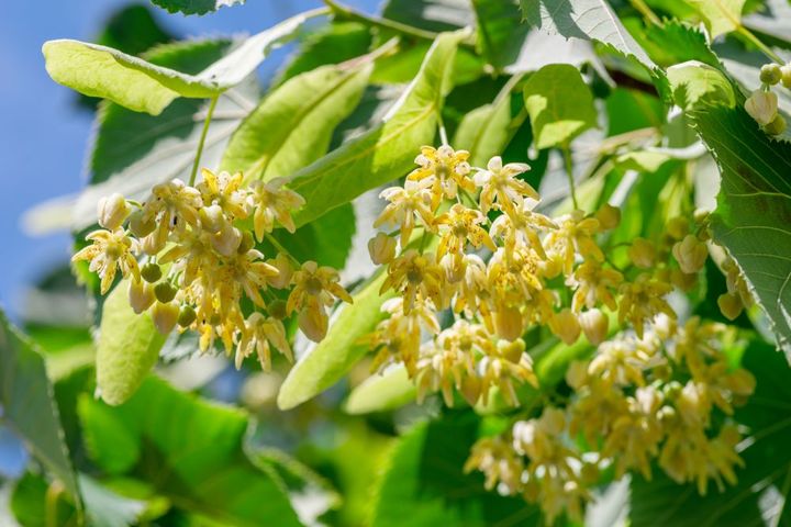 リンデンの花