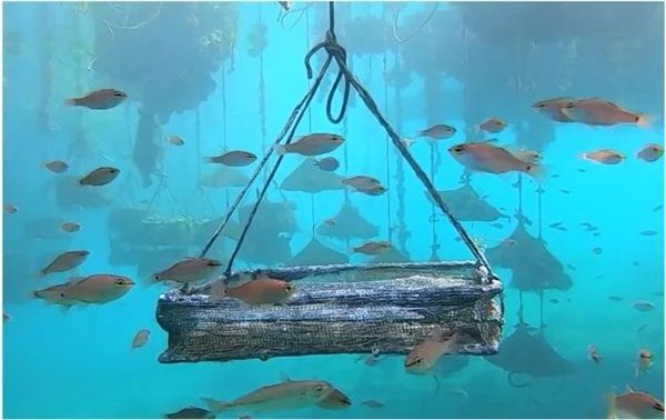 大切なペットが世界に1つの真珠に。約1年間の供養プログラム「真珠葬」受付開始