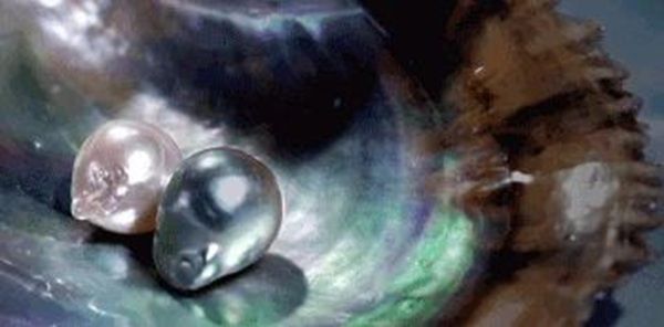 大切なペットが世界に1つの真珠に。約1年間の供養プログラム「真珠葬」受付開始