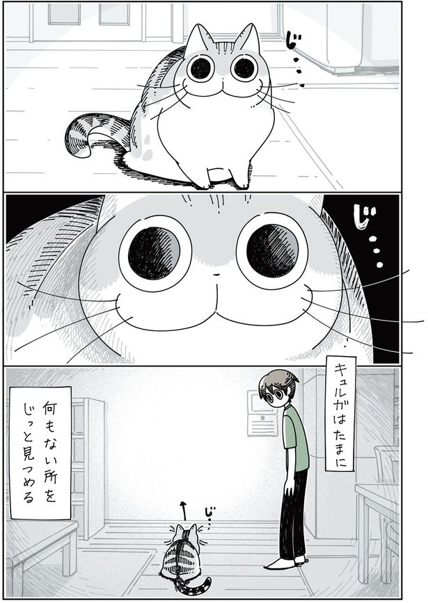 何かを見つめるネコ （C）キュルZ／KADOKAWA