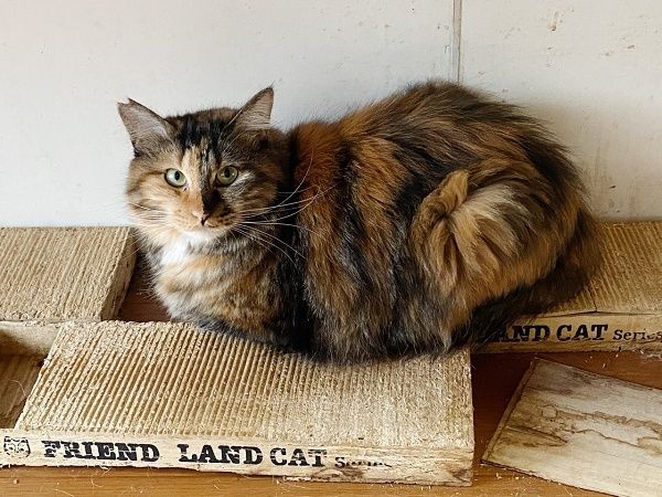 病気などでペットを手放した人の支えに。犬猫の治療費のためのクラファン実施中