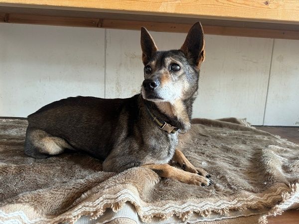 病気などでペットを手放した人の支えに。犬猫の治療費のためのクラファン実施中