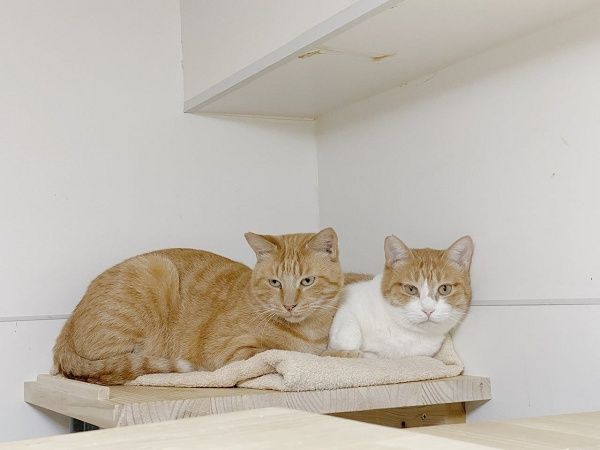 病気などでペットを手放した人の支えに。犬猫の治療費のためのクラファン実施中