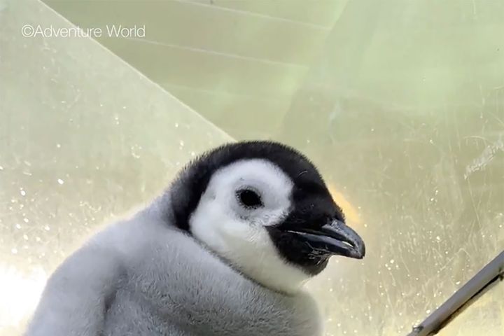 出典：アドベンチャーワールド 公式X（@aws_official）