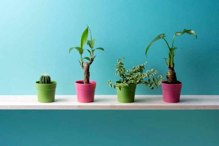 リビング 厄除け 葉がとがった観葉植物