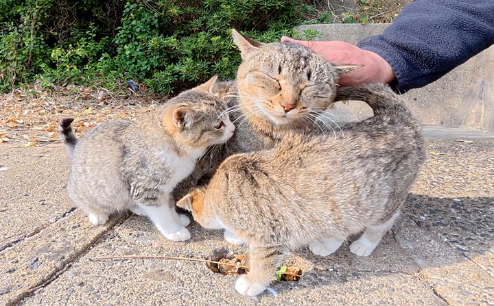 撫でられる母猫