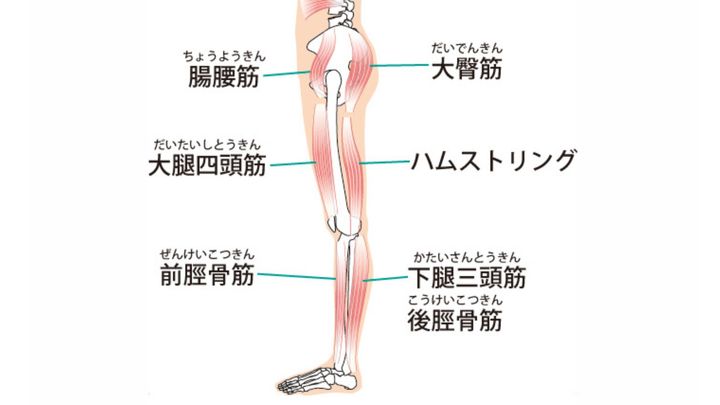 腸腰筋＿大臀筋