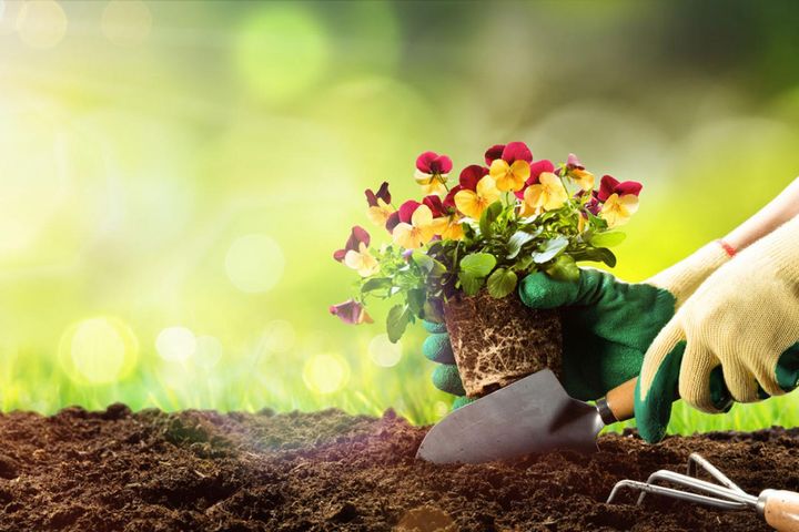 初心者におすすめ！寒さの中で咲き続けるパンジー＆ビオラ 春には大株に【ガーデニング】