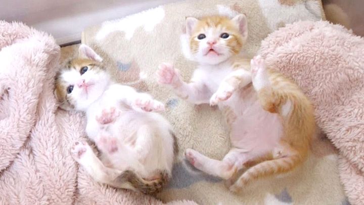 謎のダンスを踊る子猫達