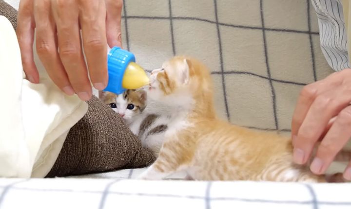 ミルクを飲む子猫