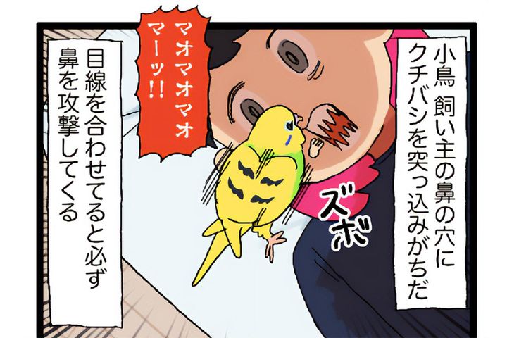 なぜ？セキセイインコのカチョが好きな飼い主の体の部位はまさかの…【鳥マンガ #165】