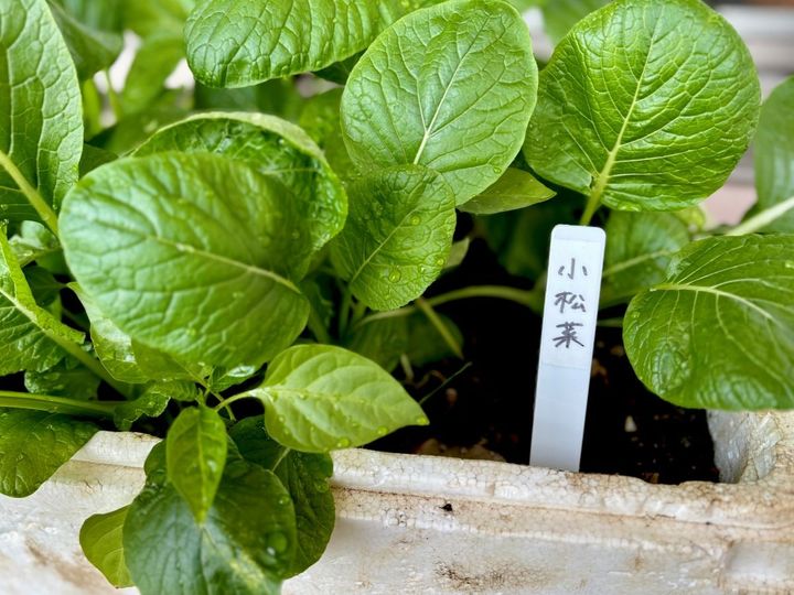 100均のネームプレート7選｜子供の名札や植物用も【ダイソー・セリア・キャンドゥ】