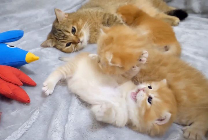 ケンカする子猫達