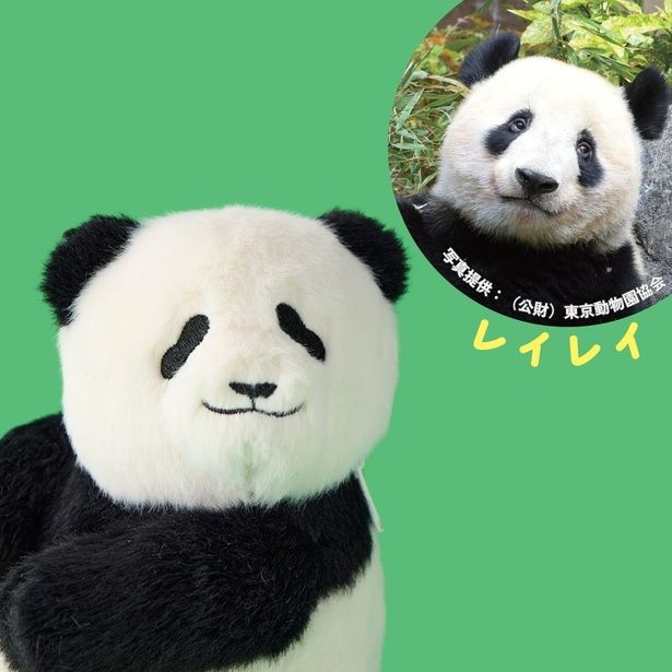 レイレイは、頭が比較的平らで、耳と耳の間が離れ気味で、とても慎重な性格