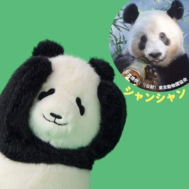 シャンシャンは目の周りがそら豆の形をしていて、頭が平らで、おてんばな性格