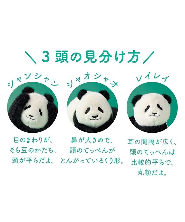 上野動物園で生まれたパンダ3兄弟の見分け方