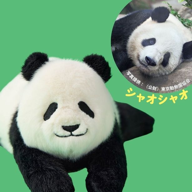 シャオシャオは、頭が少し尖っていて、活発で新しいものへの警戒心は少ない性格