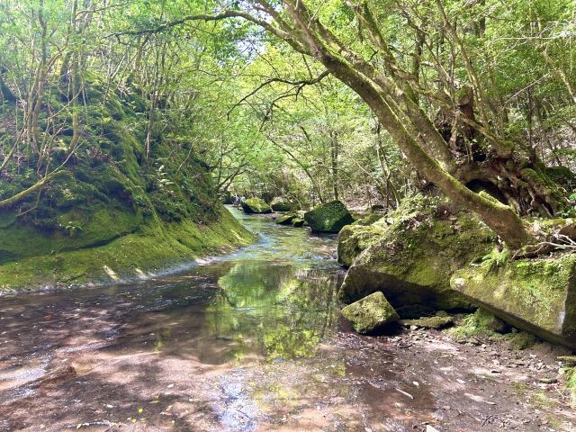 きれいな川と森林